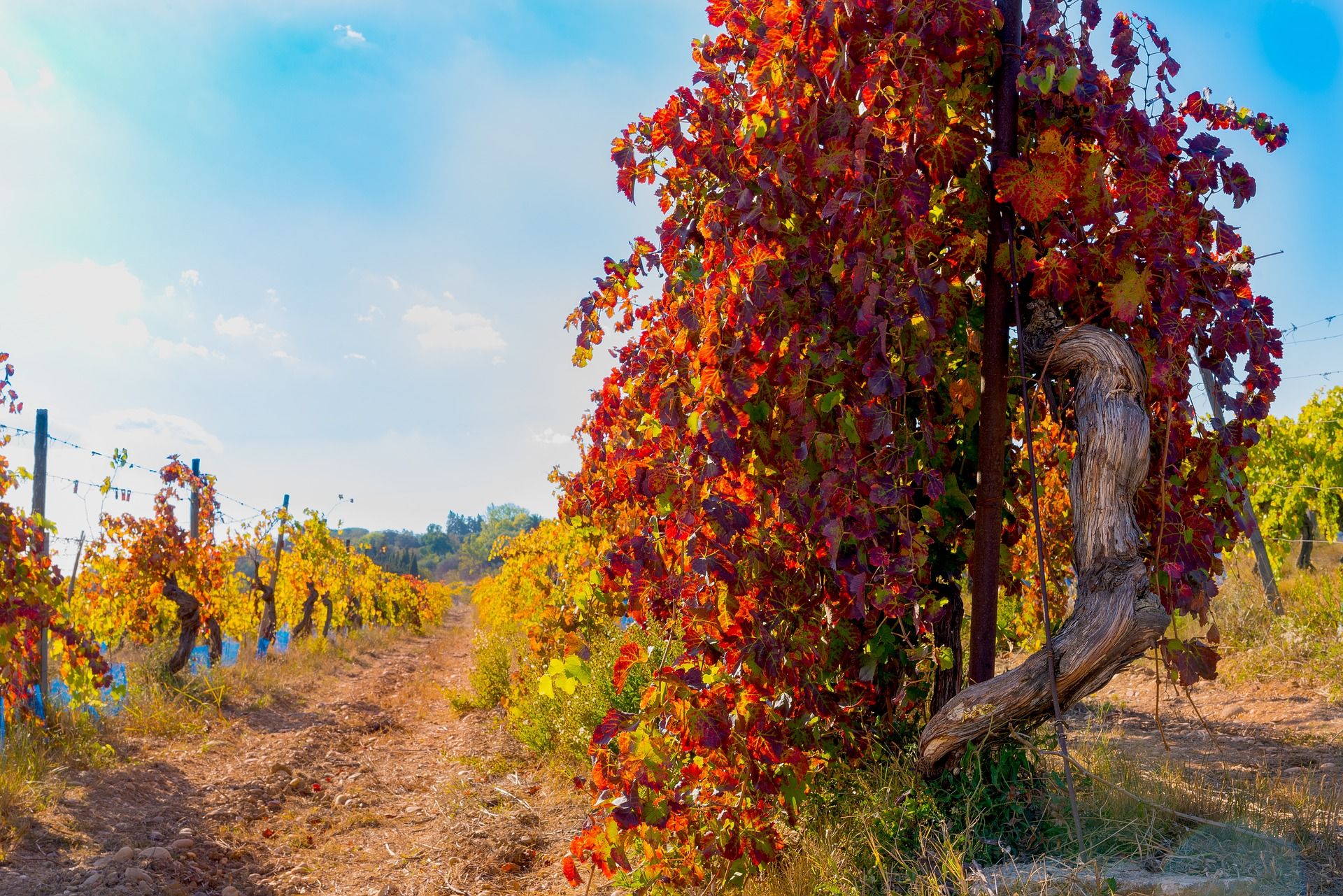 Виноградники осенью